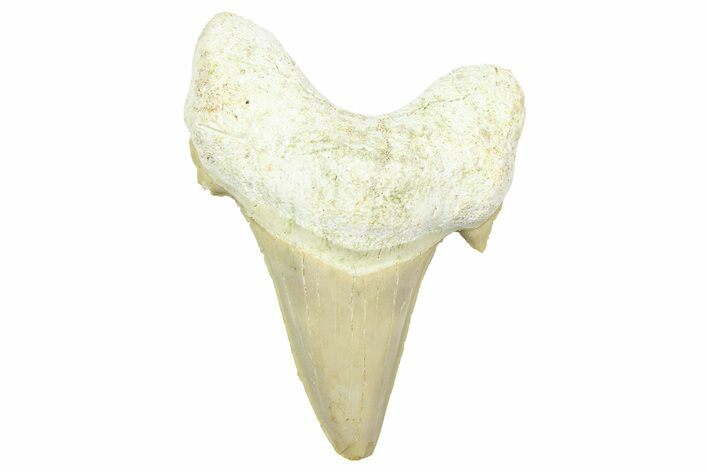 Fossil Shark Tooth (Otodus) - Morocco #353505
